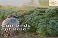 Can Birds Eat Herbs? - Kylon Powell